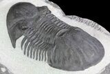 Large, Paralejurus Trilobite Fossil - Ofaten, Morocco #83349-3